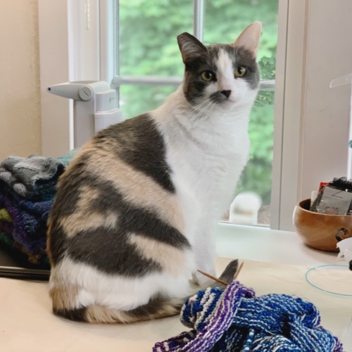 calico cat on desk with knitting